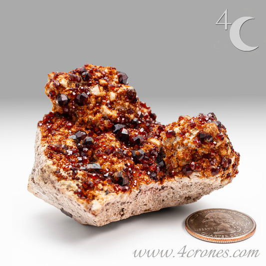 These gemmy Garnets are known as Spessartine Red Garnets, and they encrust and surround beautiful Smoky Quartz crystals on microcline feldspar matrices. The mine these specimens come from is known for the beautiful blingy red- and orange-colored garnets that they yield. www.4crones.com