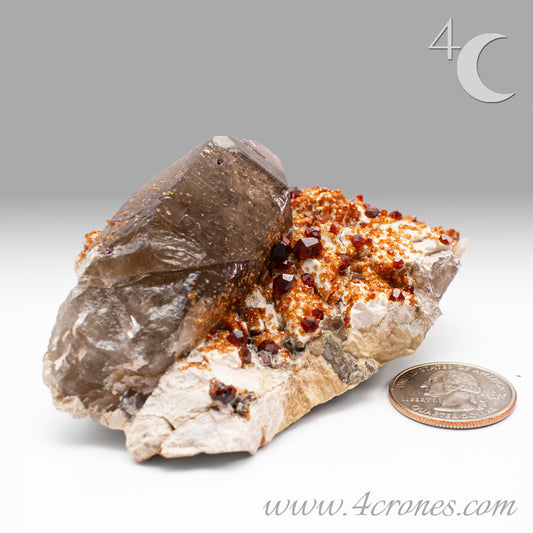 These gemmy Garnets are known as Spessartine Red Garnets, and they encrust and surround beautiful Smoky Quartz crystals on microcline feldspar matrices. The mine these specimens come from is known for the beautiful blingy red- and orange-colored garnets that they yield. www.4crones.com