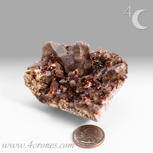 These gemmy Garnets are known as Spessartine Red Garnets, and they encrust and surround beautiful Smoky Quartz crystals on microcline feldspar matrices. The mine these specimens come from is known for the beautiful blingy red- and orange-colored garnets that they yield. www.4crones.com