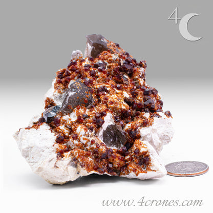 These gemmy Garnets are known as Spessartine Red Garnets, and they encrust and surround beautiful Smoky Quartz crystals on microcline feldspar matrices.  The mine these specimens come from is known for the beautiful blingy red- and orange-colored garnets that they yield. www.4crones.com
