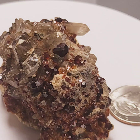 These gemmy Garnets are known as Spessartine Red Garnets, and they encrust and surround beautiful Smoky Quartz crystals on microcline feldspar matrices.  The mine these specimens come from is known for the beautiful blingy red- and orange-colored garnets that they yield. www.4crones.com
