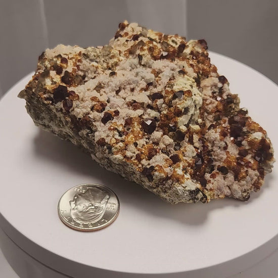 These gemmy Garnets are known as Spessartine Red Garnets, and they encrust and surround beautiful Smoky Quartz crystals on microcline feldspar matrices.  The mine these specimens come from is known for the beautiful blingy red- and orange-colored garnets that they yield. www.4crones.com